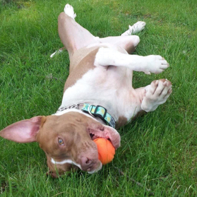 goofy dog belly up with ball in his mouth