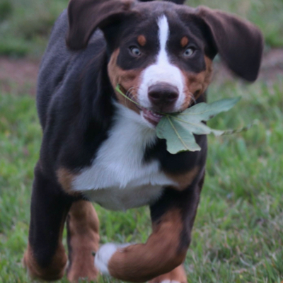 dog running with leaf in mouth