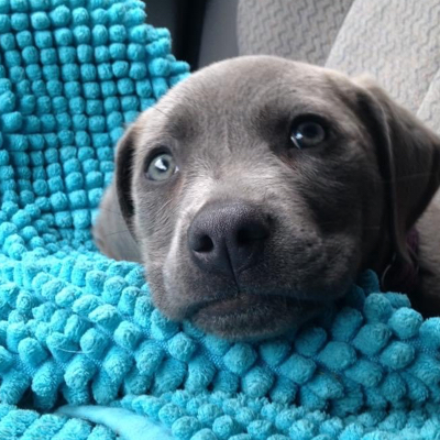 cute dog lying on blanket